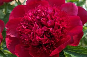 Pivoine 'Eliza Lundy'