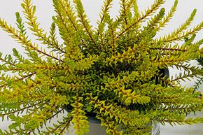 Camarine noire 'Bernstein'
