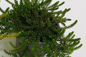 Camarine noire 'Irlande'