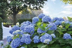Hortensia Endless Summer� bleu