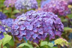 Hortensia Endless Summer� 'SummerLove' violet