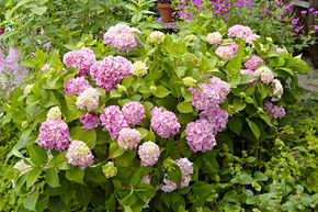 Hortensia Endless Summer� rose