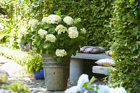 Hortensia Endless Summer� 'The Bride'