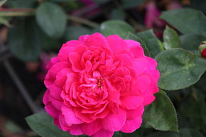 Rose Sophys Rose�