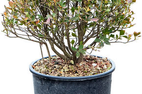 Enkianthus, androm�de campanul�e (50-70)