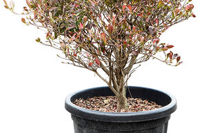 Enkianthus, androm�de campanul�e (80-90)