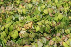 Fleur des Elfes 'Nanum