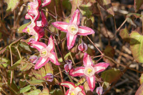 Fleur des elfes 'Galadriel'Galadriel