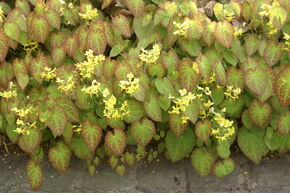 Fleur des elfes 'Sulphureum'