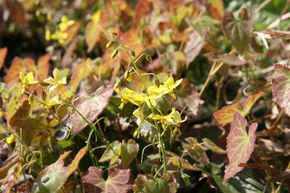 Fleur d'elfe 'Frohnleiten'