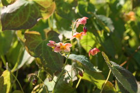 Fleur des Elfes 'Orange K�nigin'
