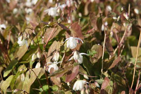 Fleur des elfes 'Niveum'