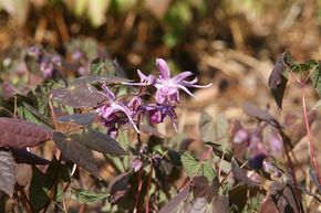 Fleur des Elfes 'Lilafee