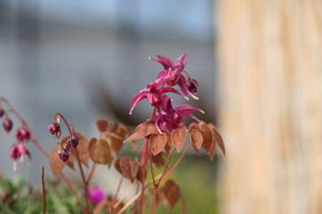 Fleur des Elfes 'Rose Queen