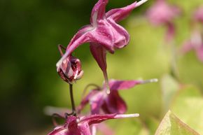 Fleur des Elfes 'Rubinkrone'