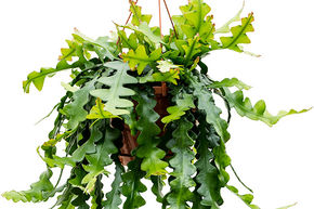 Cactus Encyclo