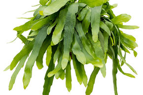 Cactus � Feuilles