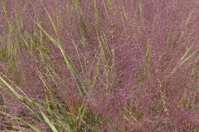 Eragrostis