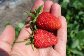 Fraisier Frutium� Belleure� 6 plants