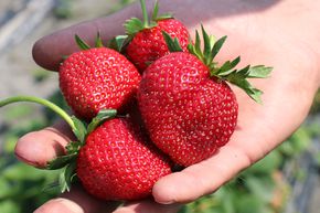 Fraisier Frutium� Bonneure� 6 plants