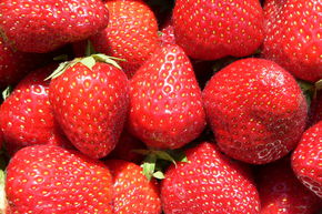 Fraisier Malwina� 6 plants