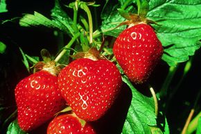 Fraisier Mara des Bois 6 plants