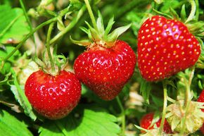 Fraise W�denswil 6 plants