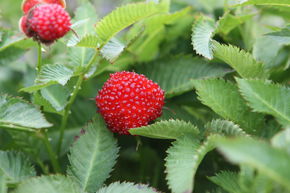 Framboisier fraise 'Sweet Balloon'
