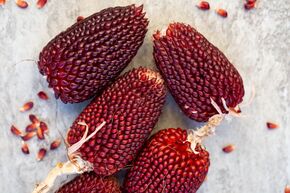 Ma�s ornemental 'Erdbeermais' (ma�s fraise)