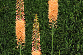 Lis des steppes 'Cleopatra'