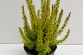 Bruy�re arborescente 'Albert's Gold'
