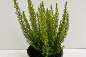 Bruy�re arborescente verte