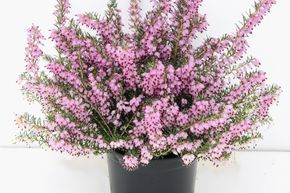 Bruy�re � fleurs d'hiver 'Darley Dale'