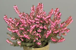 Bruy�re � fleurs d'hiver 'Pink Harmony'