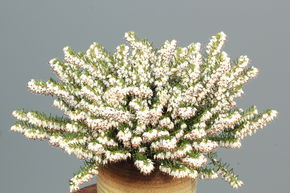 Bruy�re � fleurs d'hiver 'Snow Surprise'