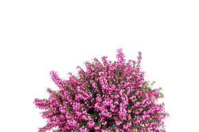 Bruy�re � fleurs d'hiver 'Kramer's Rote'