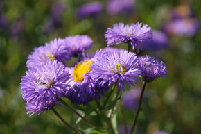 Vergerette 'Azurfee'
