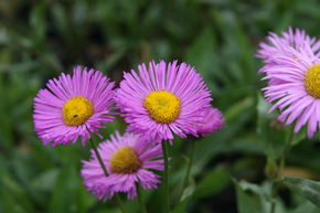 Vergerette 'Rosa Juwel'