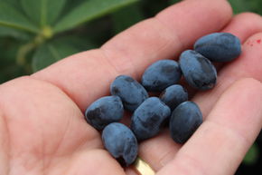 Baies de Mai, Erstbeere� 'Blue Moon'
