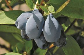 Baie de Mai, Erstbeere� 'Blue Pagoda'