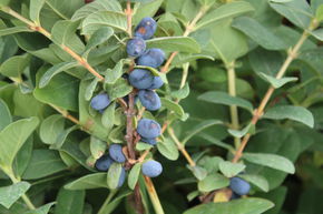 Baie de Mai, Erstbeere� Blue Velvet
