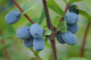 Baie de Mai, Erstbeere� 'Blue Hokkaido'