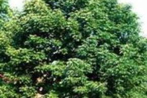 Fr�ne commun europ�en