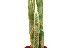 Cactus cierge (70-110)