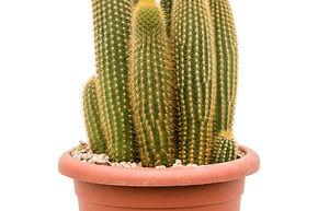 Cactus cierge