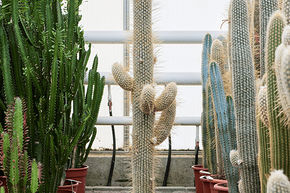 Espostoa laineux, Vieil homme p�ruvien (70-110) (130-160)