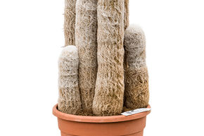 Cactus de la vieille dame p�ruvienne