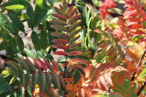 Sorbier des oiseleurs comestible 'Edulis'