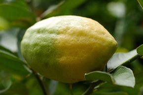 C�drat 'Etrog'