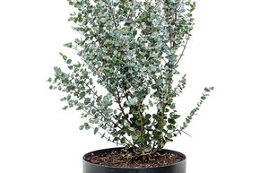 Gommier cidre 'Azura'